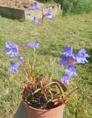 penstemon