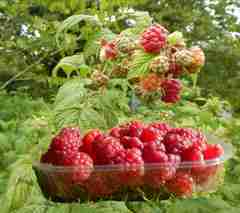 raspberries